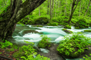 新緑の奥入瀬渓流　青森県