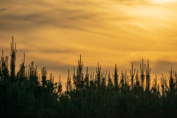 夕焼け空と松の枝のシルエット