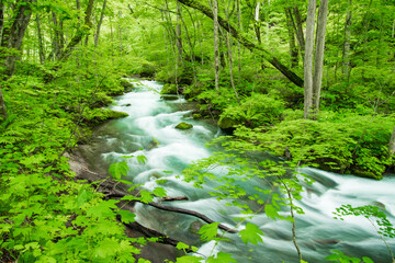 Obraz premium 新緑の奥入瀬渓流 青森県