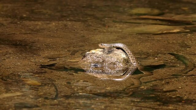 Snake want catches a fish in the water