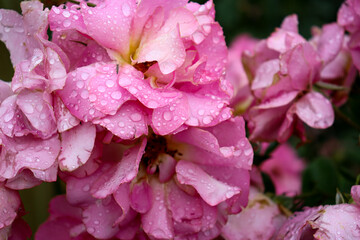 close up of pink rose petals with rain drops
