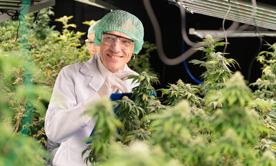 Inspector senior caucasian scientists checking cannabis tree in indoor cannabis farm 