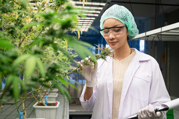 Portrait Inspector Asia woman scientists checking cannabis tree in indoor cannabis farm 