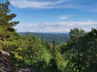 Belokurikha mountains, Forest