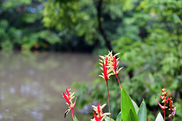 Blooming Strelitzia (bird of paradise flower) flower with green leaf background in the garden. Concept of beautiful flowers of Thailand. 