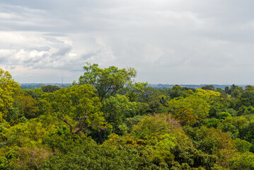 The Amazonian jungle