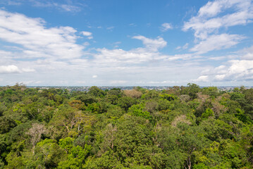 Fototapeta na wymiar The Amazonian jungle