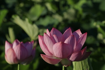 日本の蓮の花