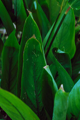 Plant tropical background, green dark palm leaves, aesthetic botanical texture.