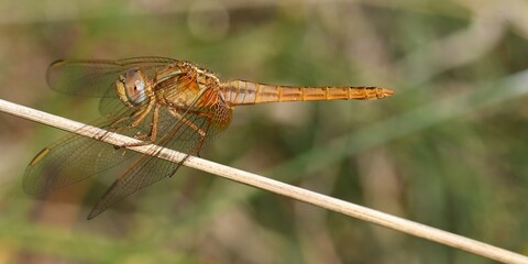 Libellule jaune sur une paille © Guy Pracros