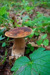 Selective focus. Big mushroom in the forest.