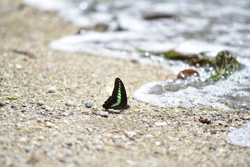 butterfly on the beach