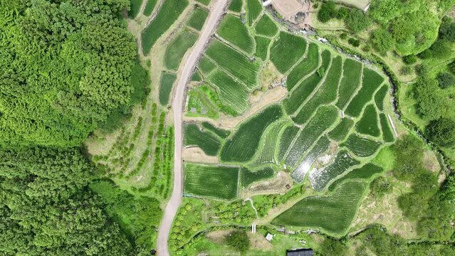 愛知県新城市の四谷千枚田、初夏の風景を空撮