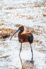 The glossy ibis, latin name Plegadis falcinellus, searching for food in the shallow lagoon.