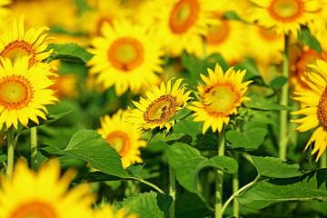 Obraz premium I went to a beautiful sunflower field last weekend