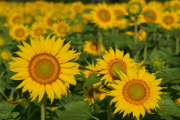 I went to a beautiful sunflower field last weekend