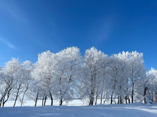 Frost covered trees and blue sky