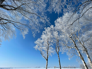 Frost covered trees and blue sky