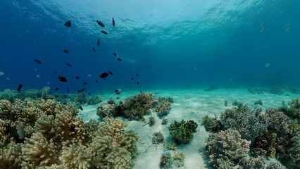 Colourful tropical coral reef. Tropical coral reef. Underwater fishes and corals. Philippines.