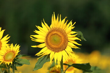 I went to a beautiful sunflower field last weekend