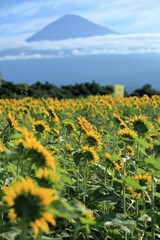 I went to a beautiful sunflower field last weekend