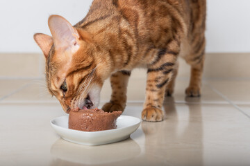 Bengal cat eats its food in the form of pate.