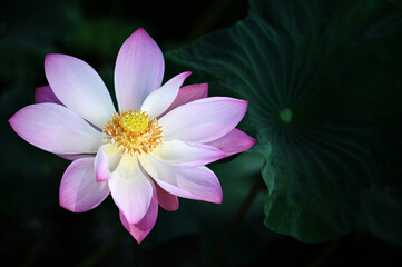 Beautiful lotus flowers in the morning in a natural pond