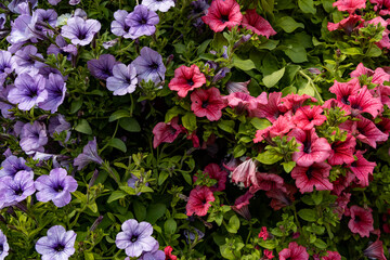 Petunia red and purple close-up