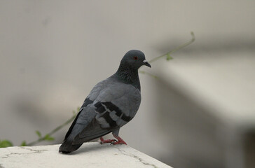 Pigeon