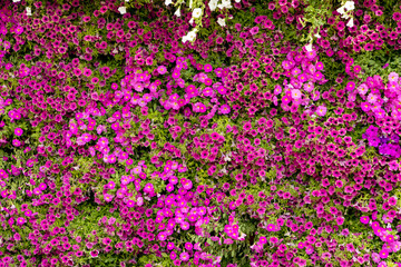 Fototapeta premium A wall of Aubrieta and Petunia Flowers