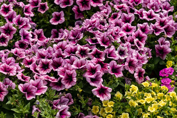 pink and purple flowers