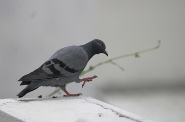 Pigeon in Action