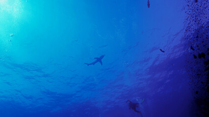 Fototapeta na wymiar Underwater photo of the dangerous Oceanic whitetip shark and a scuba diver at the surface. From a scuba dive in the Red sea in Egypt.