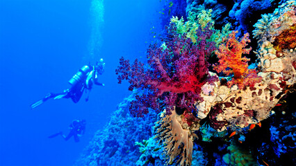 Underwater photo of a drop off wall with colorful soft corals. From a scuba dive in the Red sea in Egypt.
