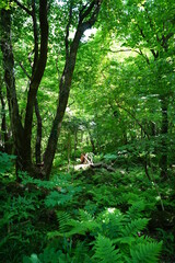 primeval forest in springtime