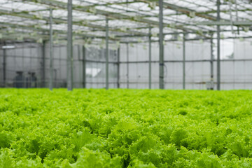 Greenhouse plantation with lettuce greenery. Concept for industrial agriculture. Rows of Plant Cultivated Inside a Large Greenhouse Building. Eco farming business. Cultivate and Selection.