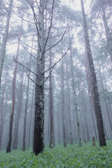 Fototapeta premium 雲が湧く山