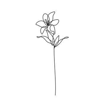 Flower Line Art Drawing. Flower Silhouette Black Sketch on White Background. Beautiful Plant Line Drawing. Floral Minimalistic Vector Illustration.