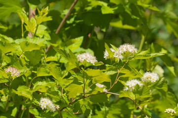 Common ninebark (Physocarpus opulifolius)