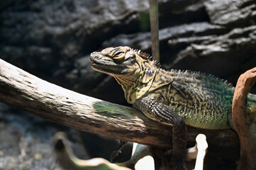 木の上でのんびりくつろぐフィリピンホカケトカゲ