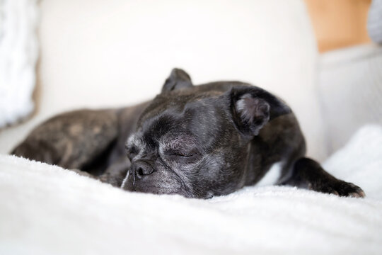 Small black dog sleeping on sofa. Front view of cute short hair dog lying on a fluffy blanket. Senior dog with greying muzzle. 9 years old female boston terrier pug mix. Selective focus on dog nose.