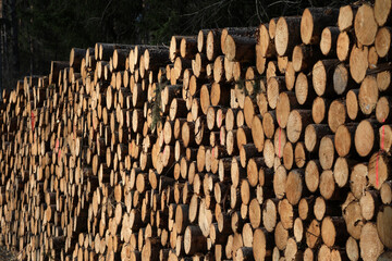 Mehrere Ster frisch geschnittenes Brennholz - Kaminholz zum Heizen im Holzofen als Mangelware bei...