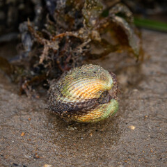 Sydney Cockle (Anadara trapezia) with attached seaweed, Merimbulla, NSW, June 2022