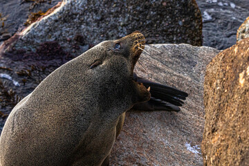 Australian Fur Seal, Narooma, NSW, June 2022