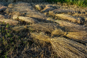Wheat sheaves in a pile