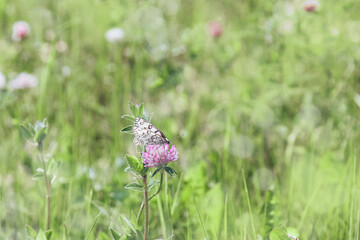 Beautiful butterfly, the black- veined white, Aporia crataegi, feeding on clover flower, wild flowering plant in nature. Nature aesthetics summer scene, green meadow with blossoming flowers