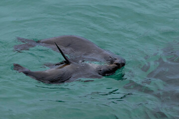 Fototapeta premium Australian Fur Seal, Narooma, NSW, June 2022