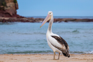 Australian Pelican on the beach, Merimbulla, NSW, June 2022