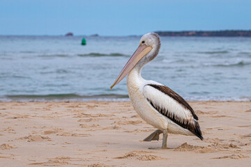 Australian Pelican on the beach, Merimbulla, NSW, June 2022
