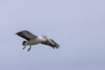 Australian Pelican flying, Narooma, NSW, June 2022